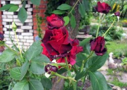 Teahibrid rózsa / Norita